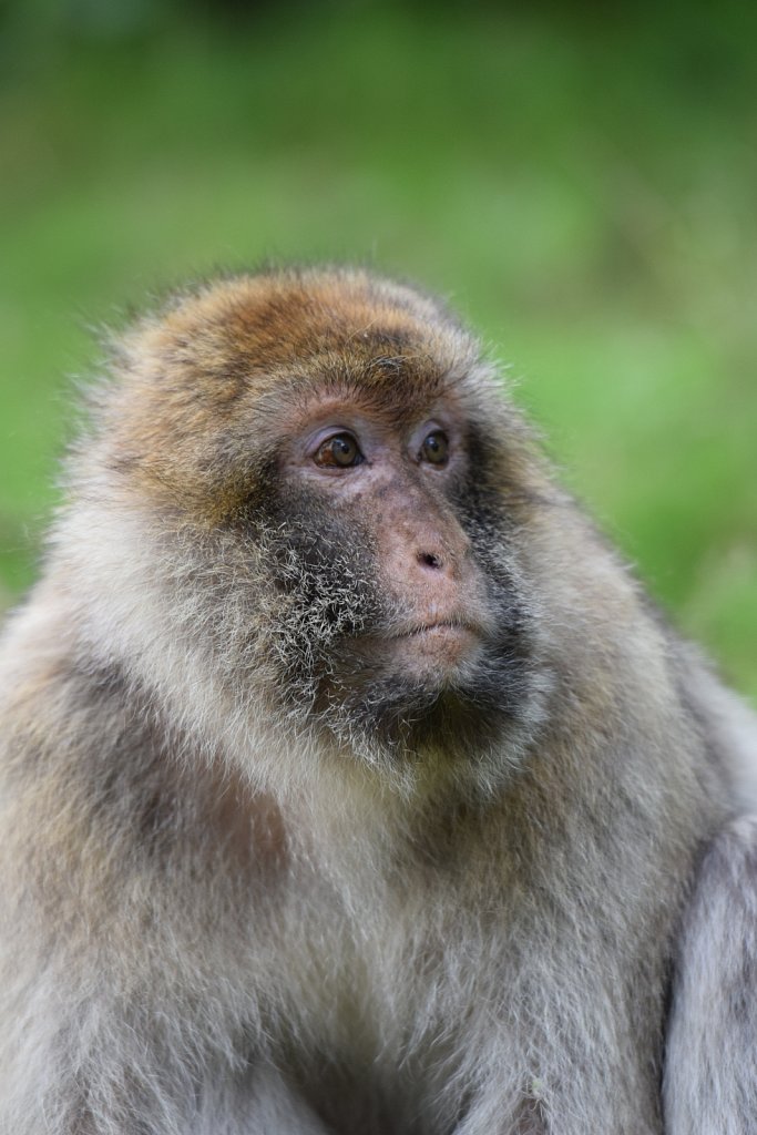 Trentham Monkey Forest