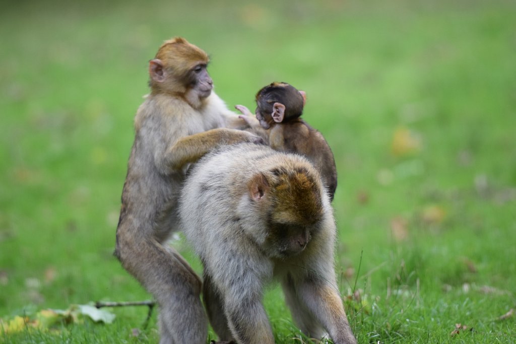 Monkey Family